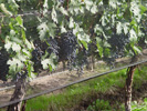 image09