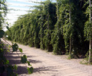 image09